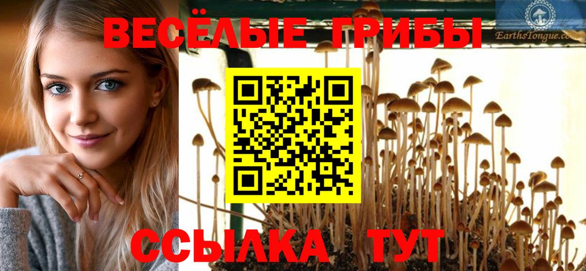 где купить наркоту  Псилоцибиновые грибы Psilocybine cubensis  Горно-Алтайск  Галлюциногенные грибы MAGIC MUSHROOMS 